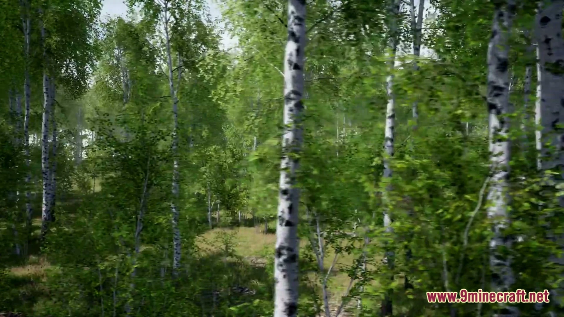 Birch Tree Asset Pack Map (26.3, 1.20.1) – Wander a Peaceful Custom Forest — screenshot 1